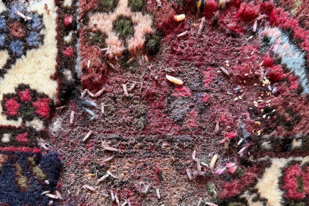 Tapis mangé par les mites : peut-on le sauver ?
